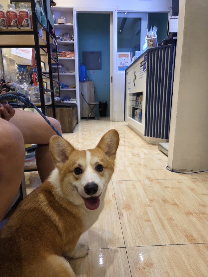 Animal Wellness Veterinary Clinic - BGC — photo