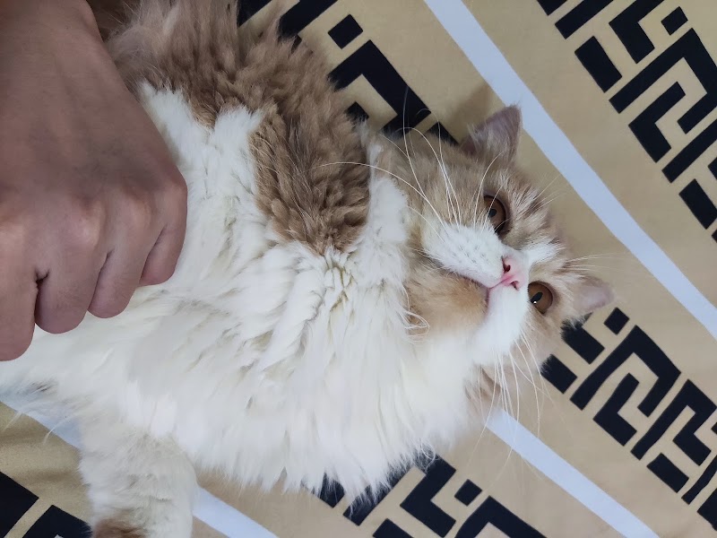 Bark 'N Purr Pet Grooming Service — photo