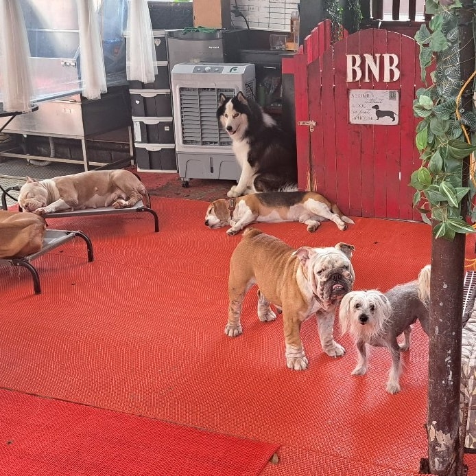 BnB Pet Boarding — photo