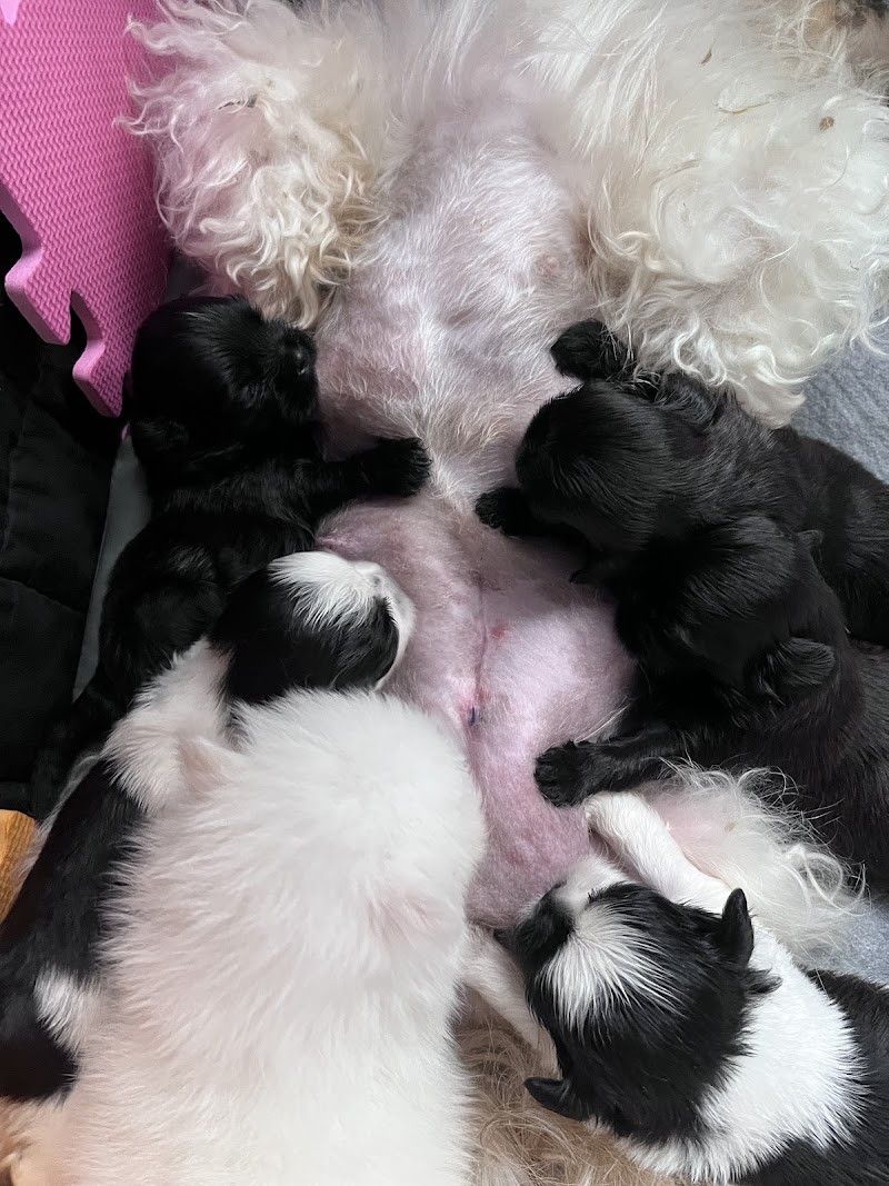 Bretton Woods Veterinary Clinic & Distemper Recovery Center — photo