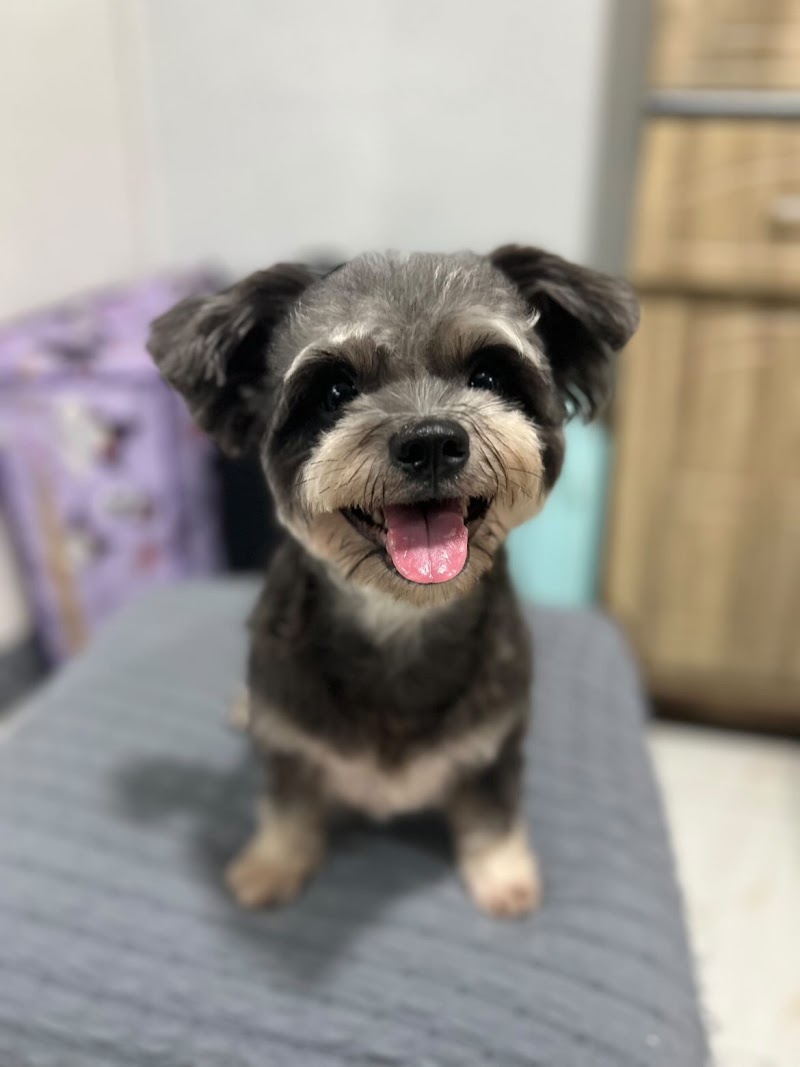 Charlie's Pet Grooming & Hotel - Ermita — photo