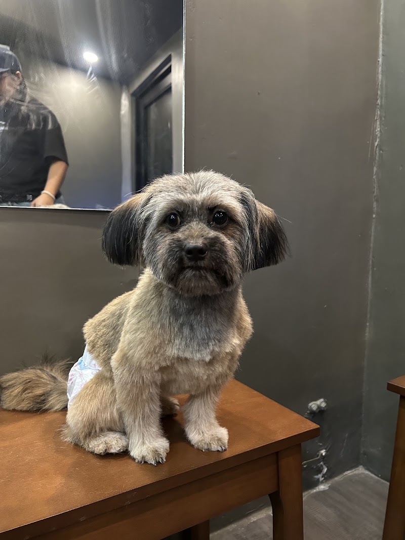 Charlie’s Pet Grooming & Hotel - Evangelista — photo