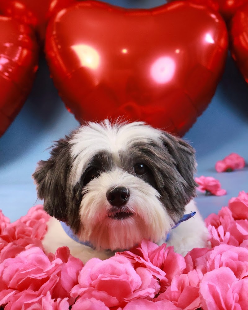 Dluxe Pet Hotel and Spa — photo