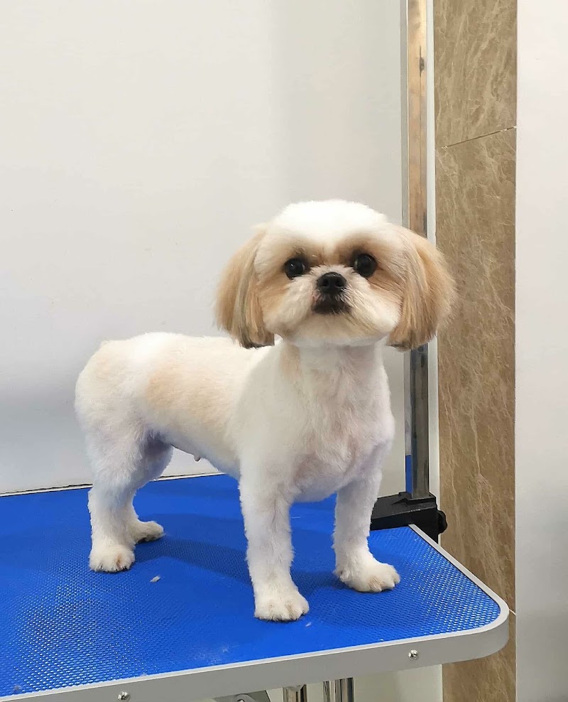 DOGLAB Pet Grooming — photo