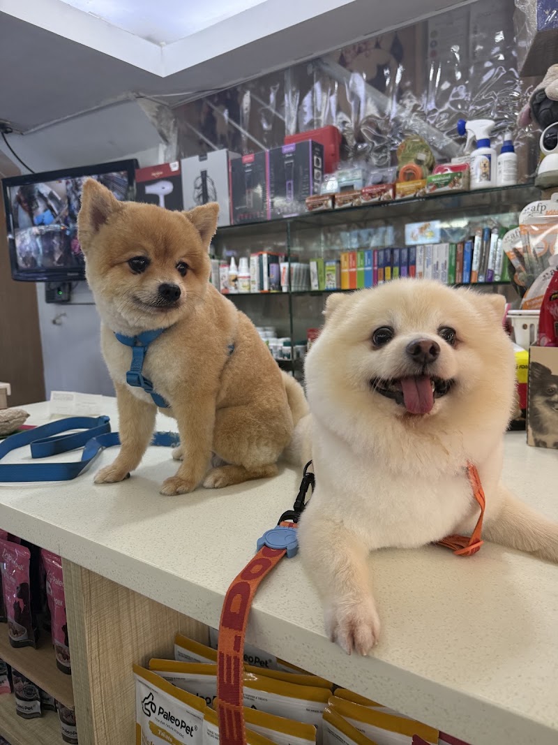 Dogs and the City — photo
