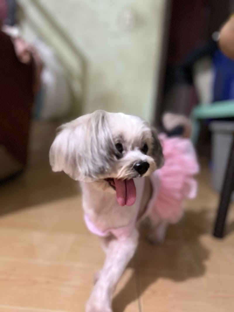 Dr. Pet Veterinary Clinic and Grooming Station — photo