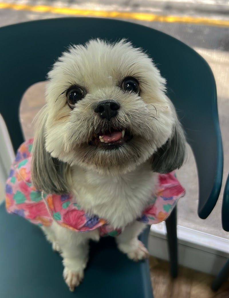Four Paws Animal Wellness and Hospital Corp — photo
