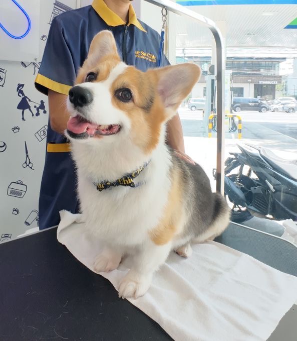 Fur So Chic Premium Pet Salon - E. Rodriguez — photo