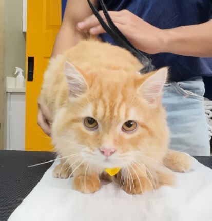 Fur So Chic Premium Pet Salon - Sct. Tobias — photo