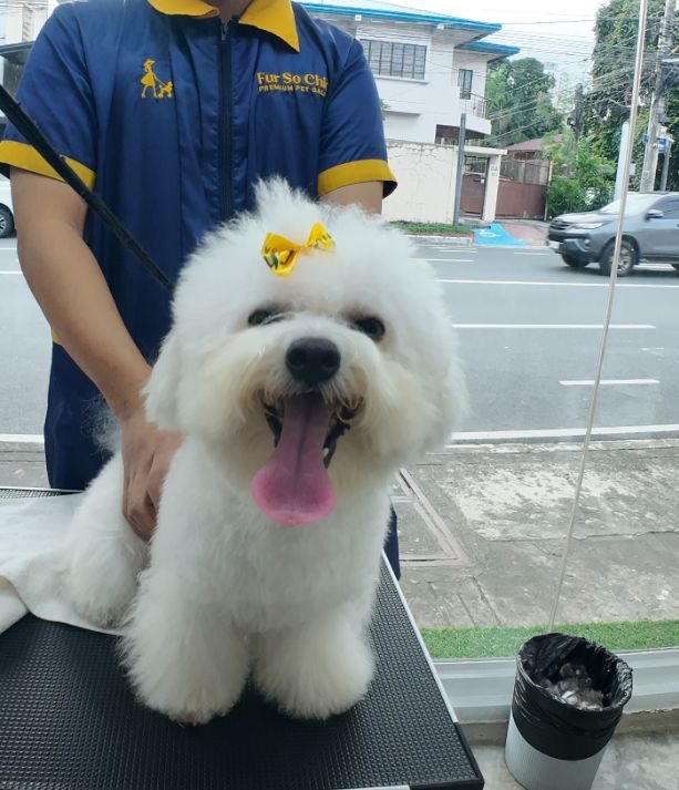 Fur So Chic Premium Pet Salon - Sct. Tobias — photo