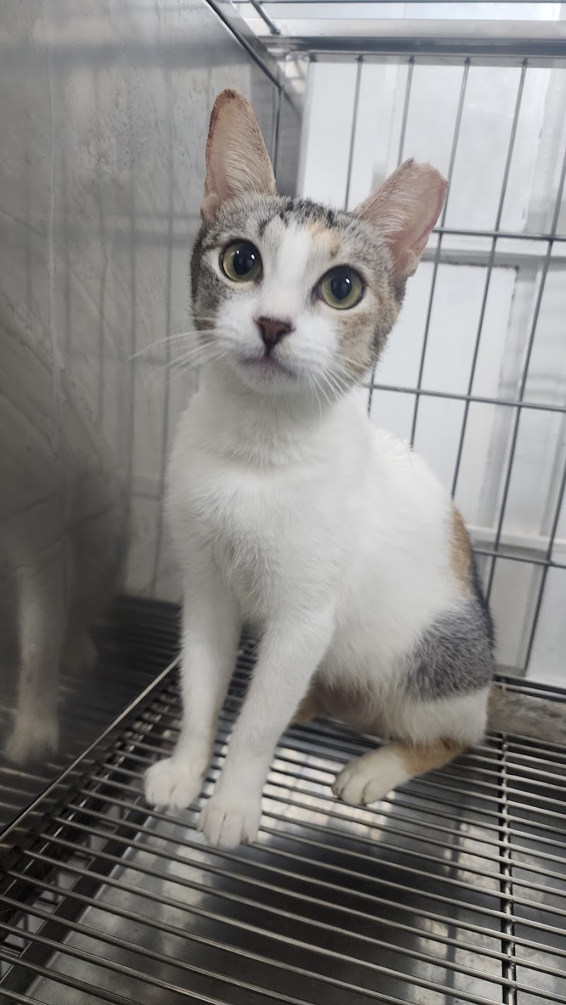 Healthy Tails Animal Clinic — photo