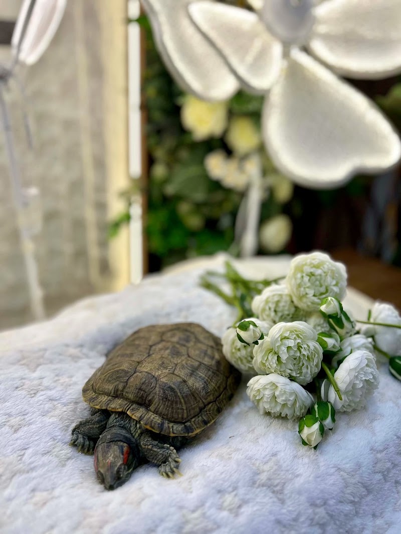 Heavenly Paws - Pet Cremation & Aftercare Services — photo