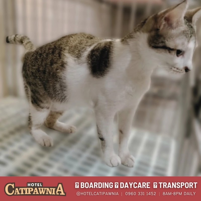 Hotel Catipawnia | Cat Hotel, Boarding, Day Care, and Transport — photo