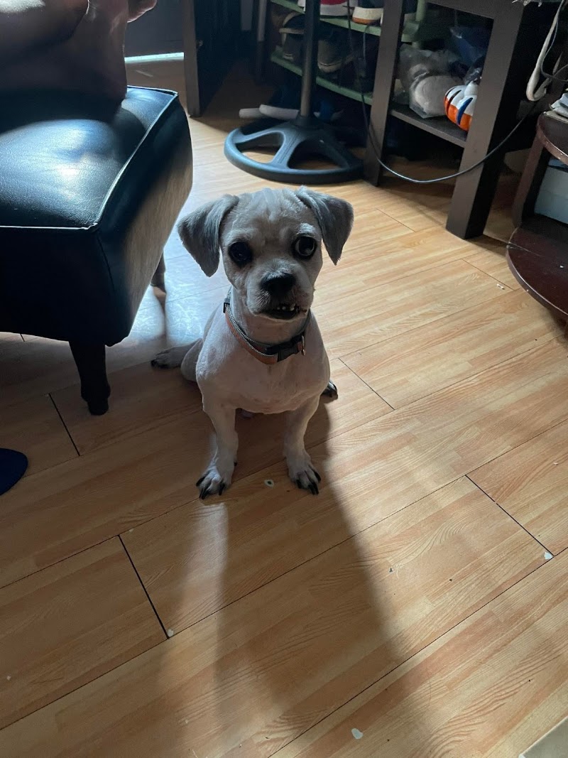 IMMANUEL ANIMAL CLINIC PET SUPPLIES & GROOMING CENTER — photo
