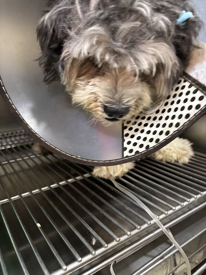 Jordan Veterinary Clinic-Pilar Branch — photo