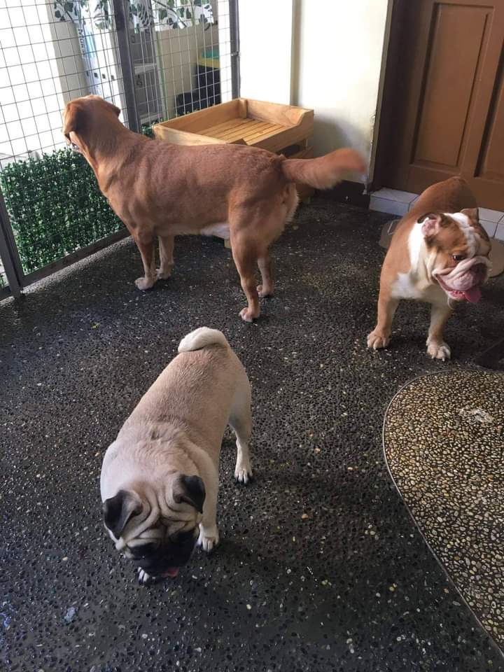 LucyBeFree Dog Boutique Hotel and Daycare — photo