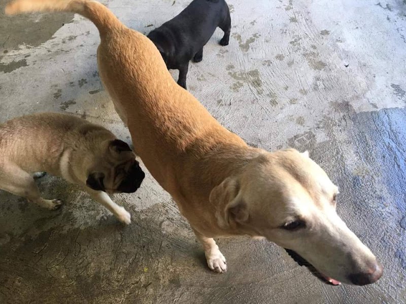 LucyBeFree Dog Boutique Hotel and Daycare — photo