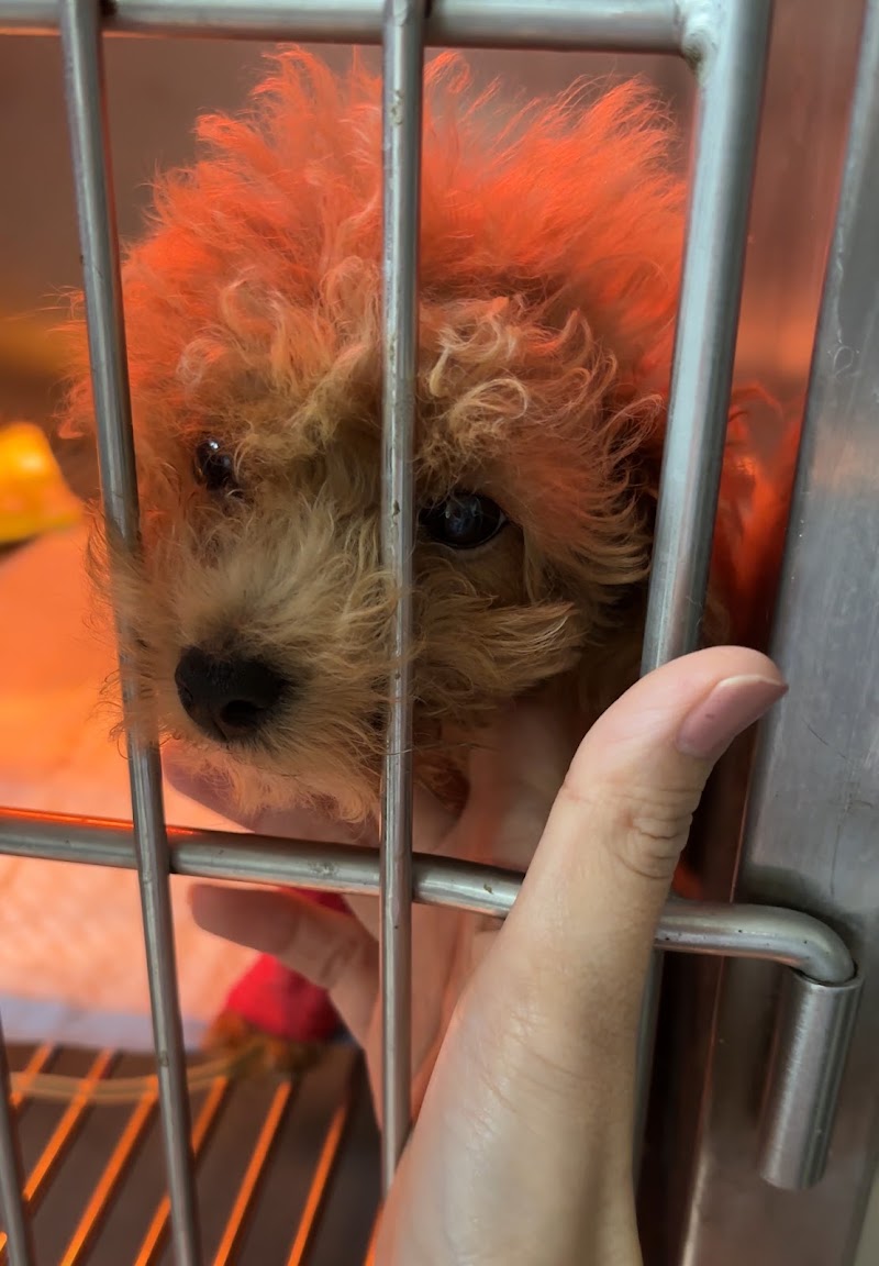 Makati Animal Medical Center Inc. — photo