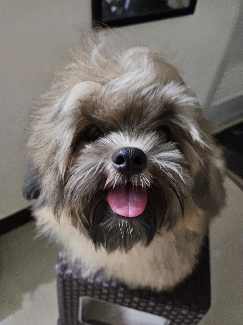 MandaVets Animal Clinic — photo
