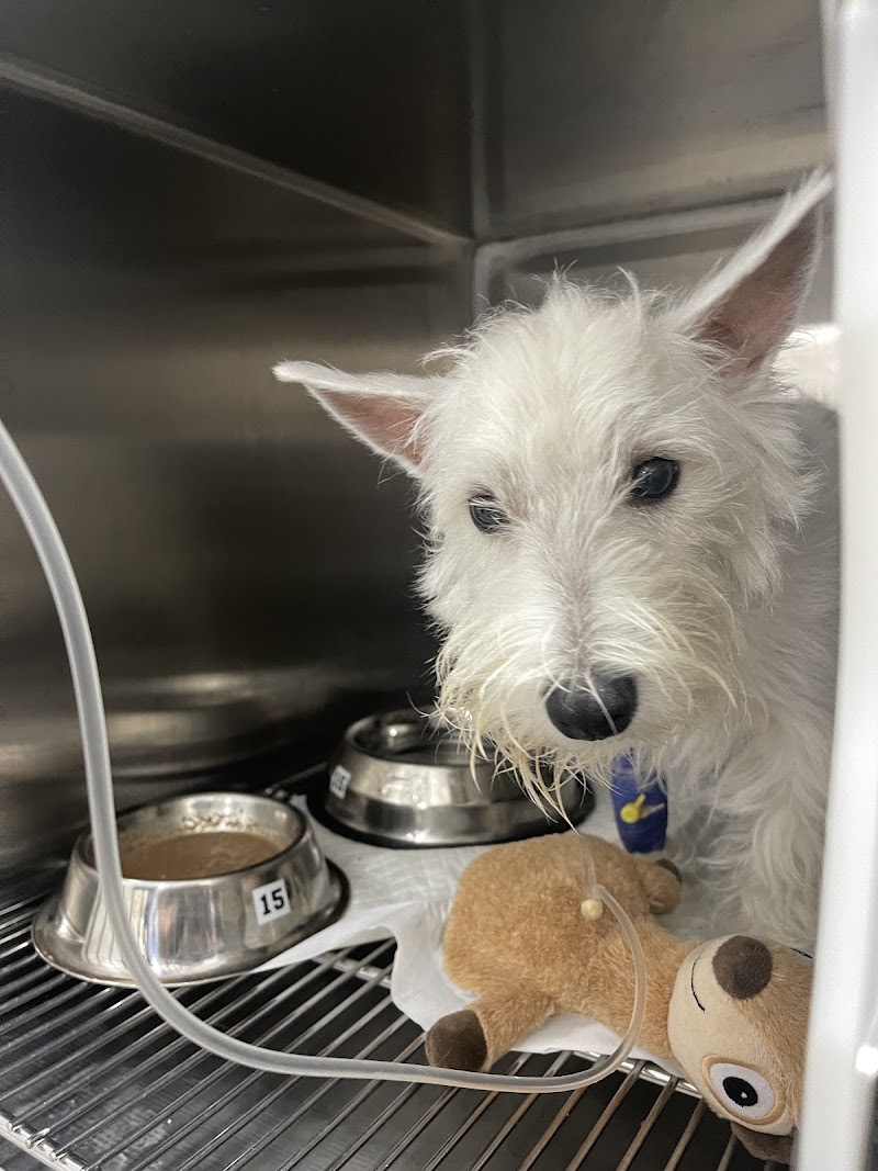 Mount Sinai Veterinary Practice — photo