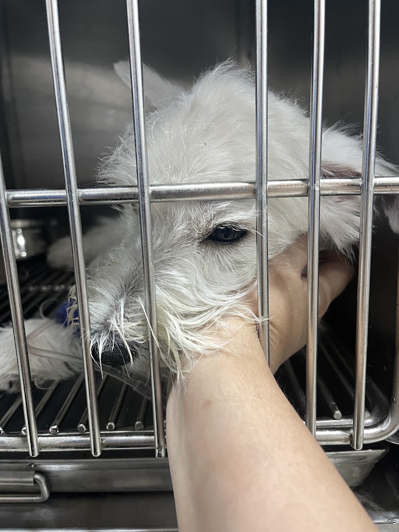 Mount Sinai Veterinary Practice — photo