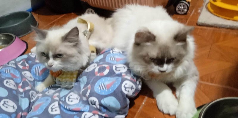 Nix Pet Nanny — photo