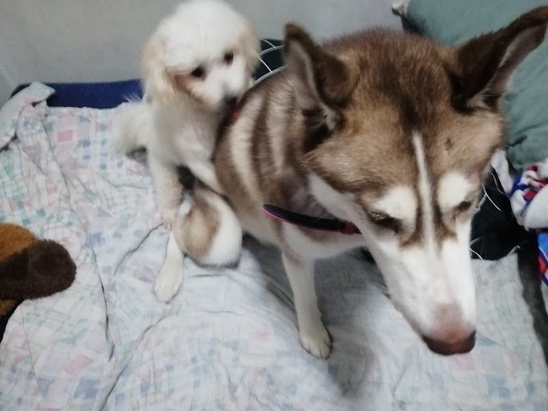 Nix Pet Nanny — photo