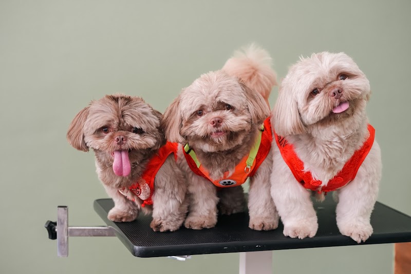 Ohana Pets — photo