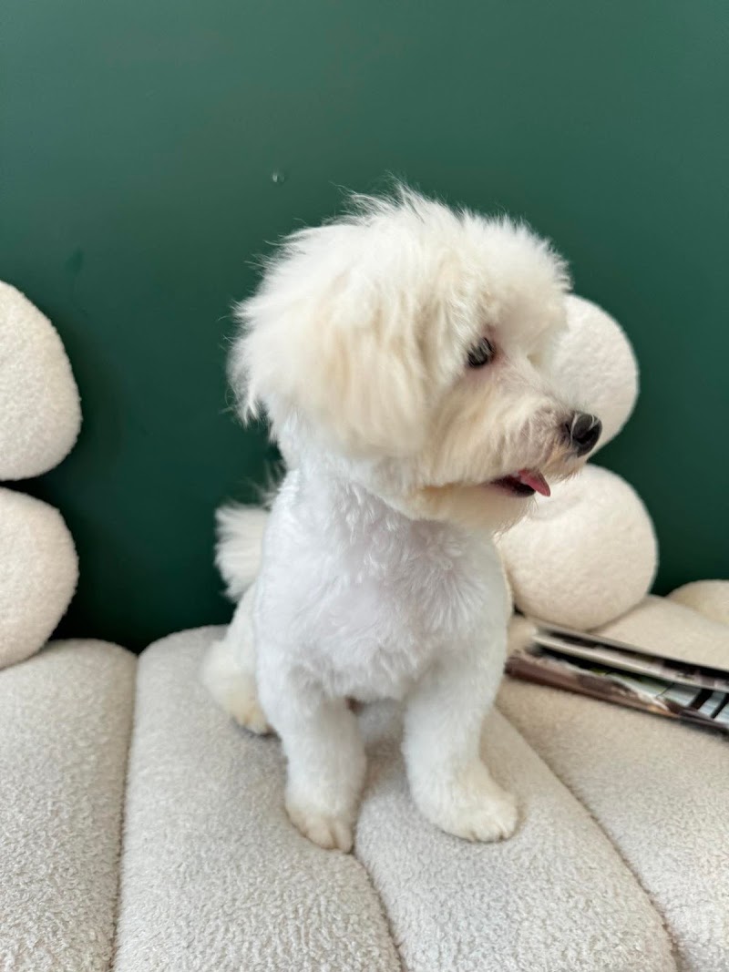 Paw House PH - Pet Hotel & Grooming — photo