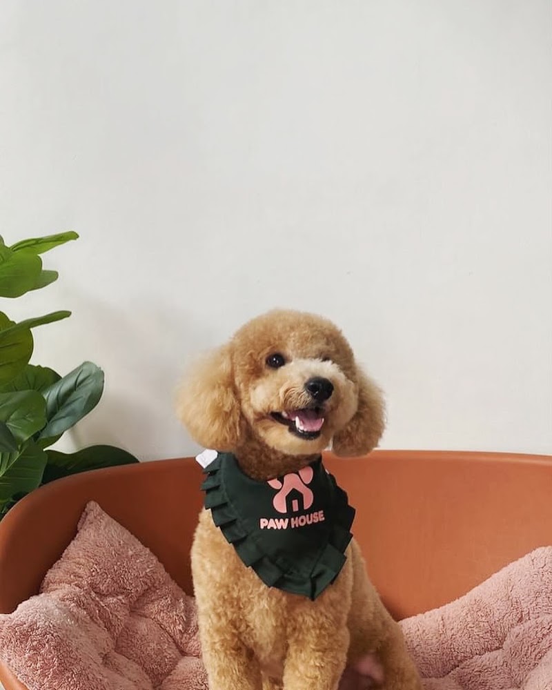 Paw House PH - Pet Hotel & Grooming — photo