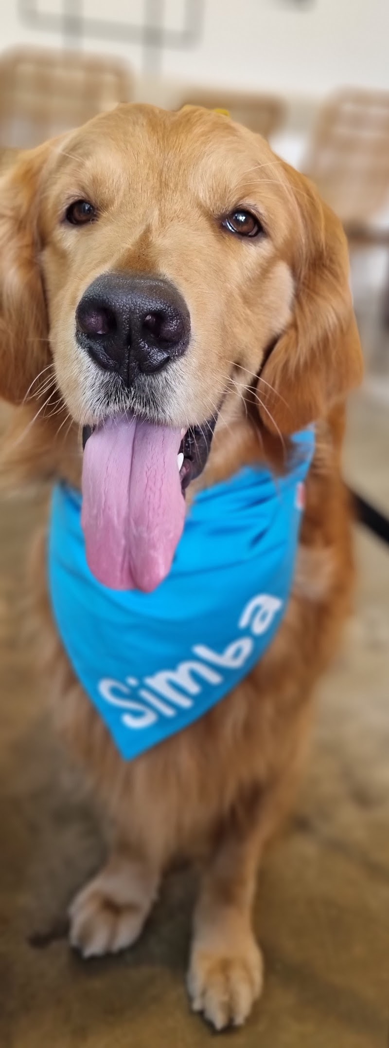 Paw House PH - Pet Hotel & Grooming — photo