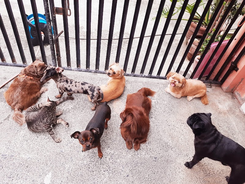 Paws for a break Pet Home board and lodging — photo