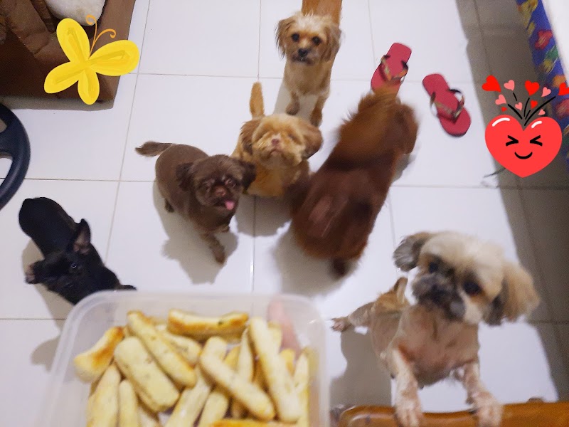 Paws for a break Pet Home board and lodging — photo