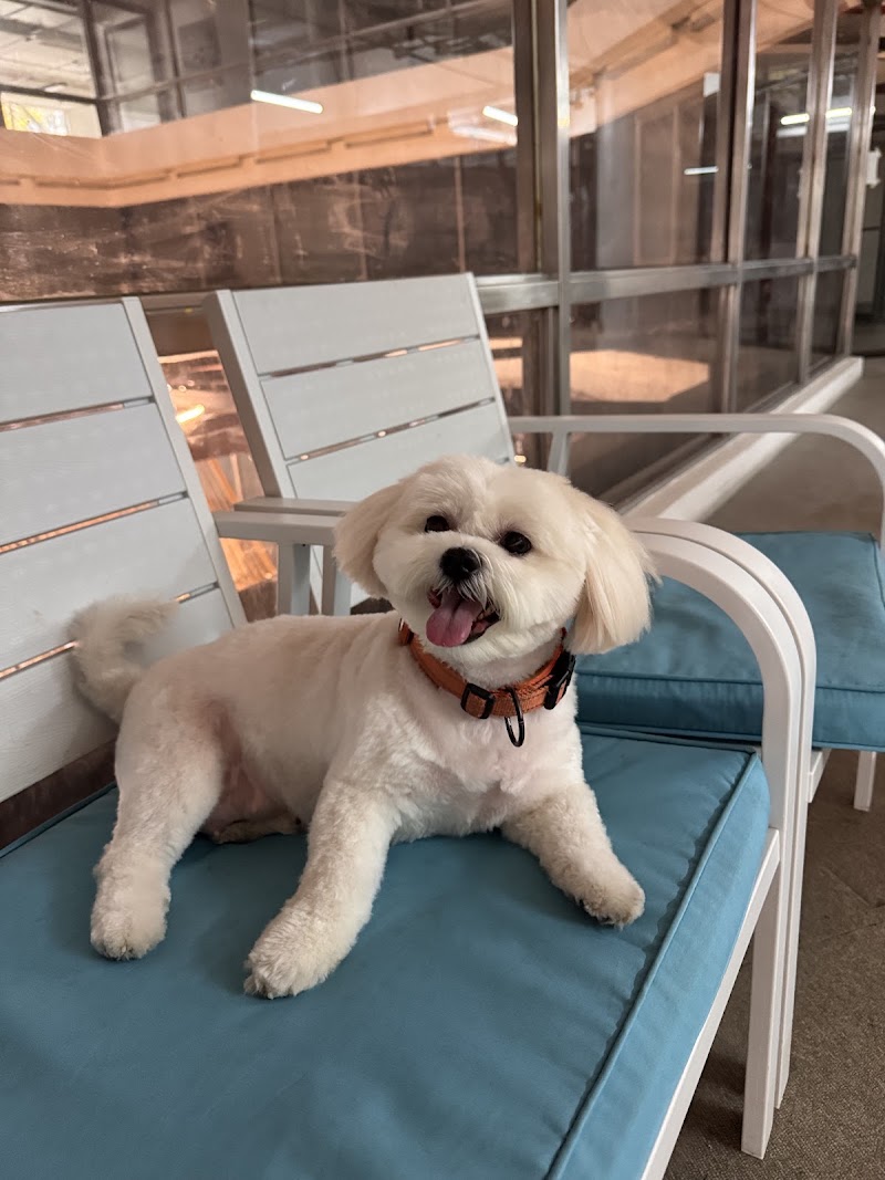 Pawsitive Makati City — photo