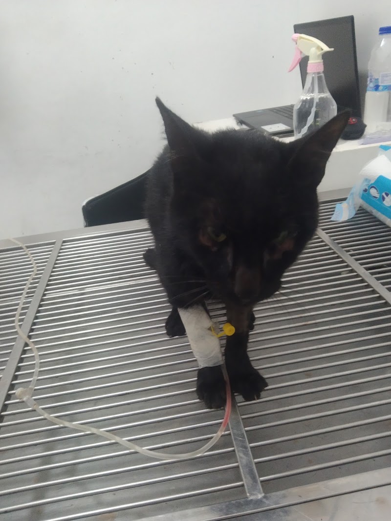 PET 911 VETERINARY CLINIC AND GROOMING SALON — photo