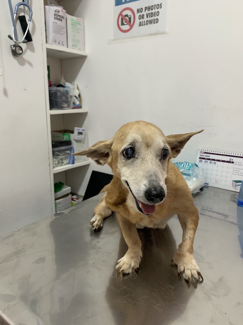 PET 911 VETERINARY CLINIC AND GROOMING SALON — photo