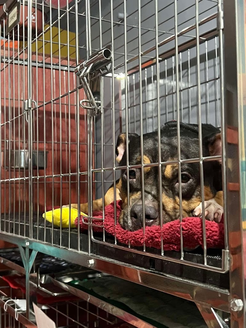 Pet City Daycare & Hotel — photo