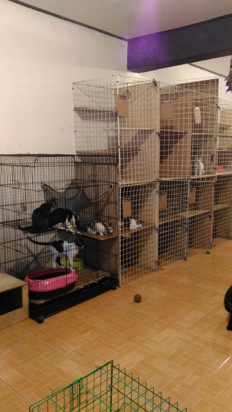Pet Meow Cat Hotel — photo