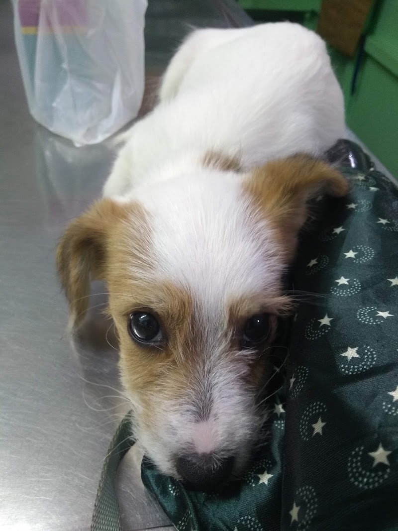 Pet Sanctuary — photo