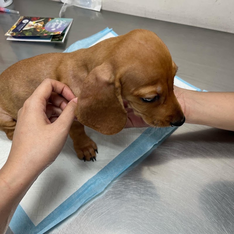 Petlink - 10th Avenue, Caloocan — photo