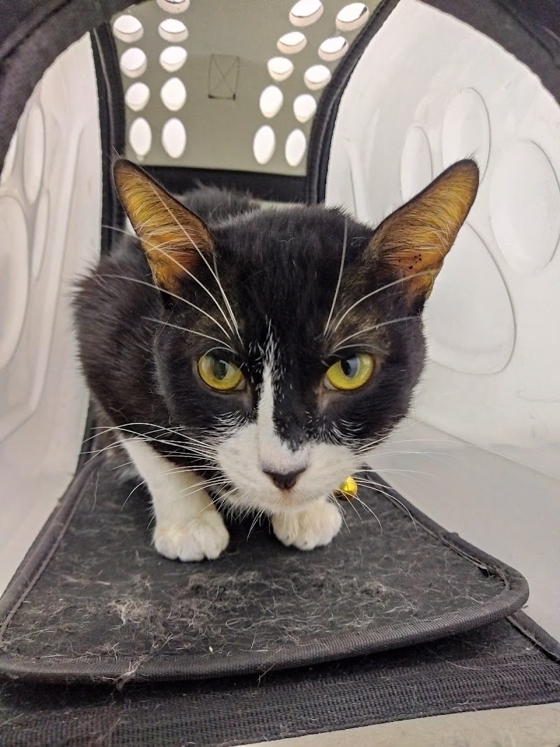 Petlink- Caybiga, 24/7 Vet Clinic — photo