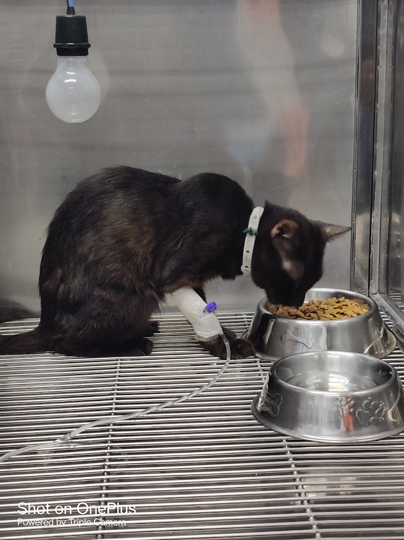 Petlink- Caybiga, 24/7 Vet Clinic — photo