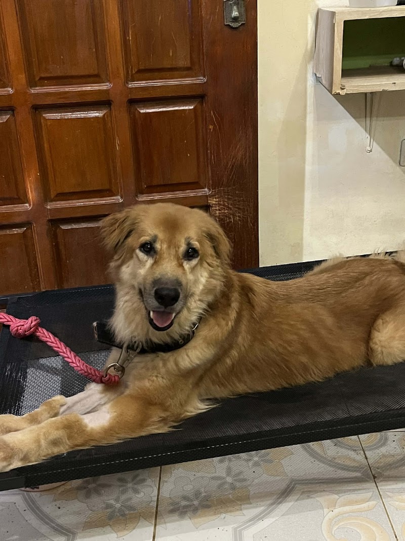 Petlink- Caybiga, 24/7 Vet Clinic — photo