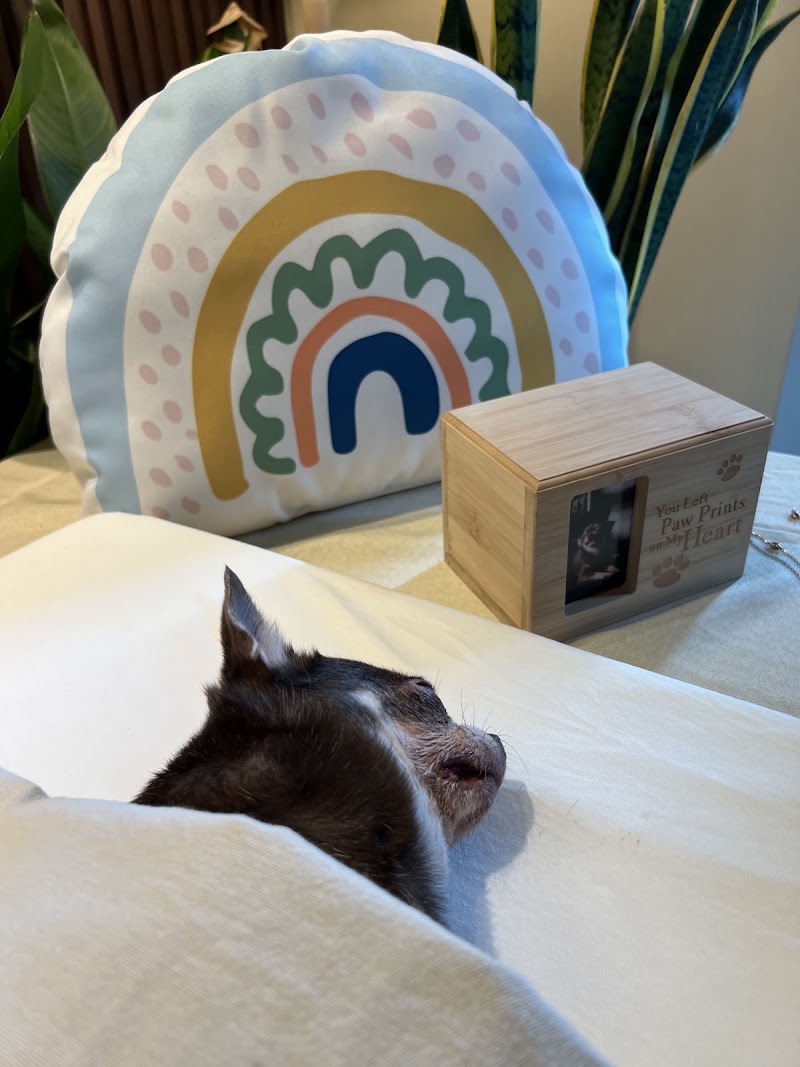 Pets to Rest — photo