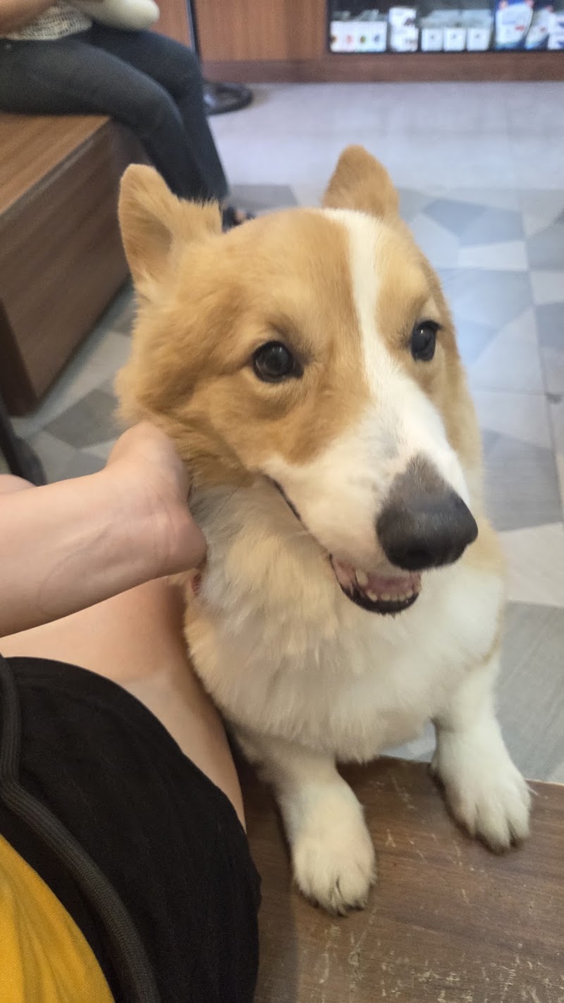 Pooch Pawmily Pet Boarding House — photo