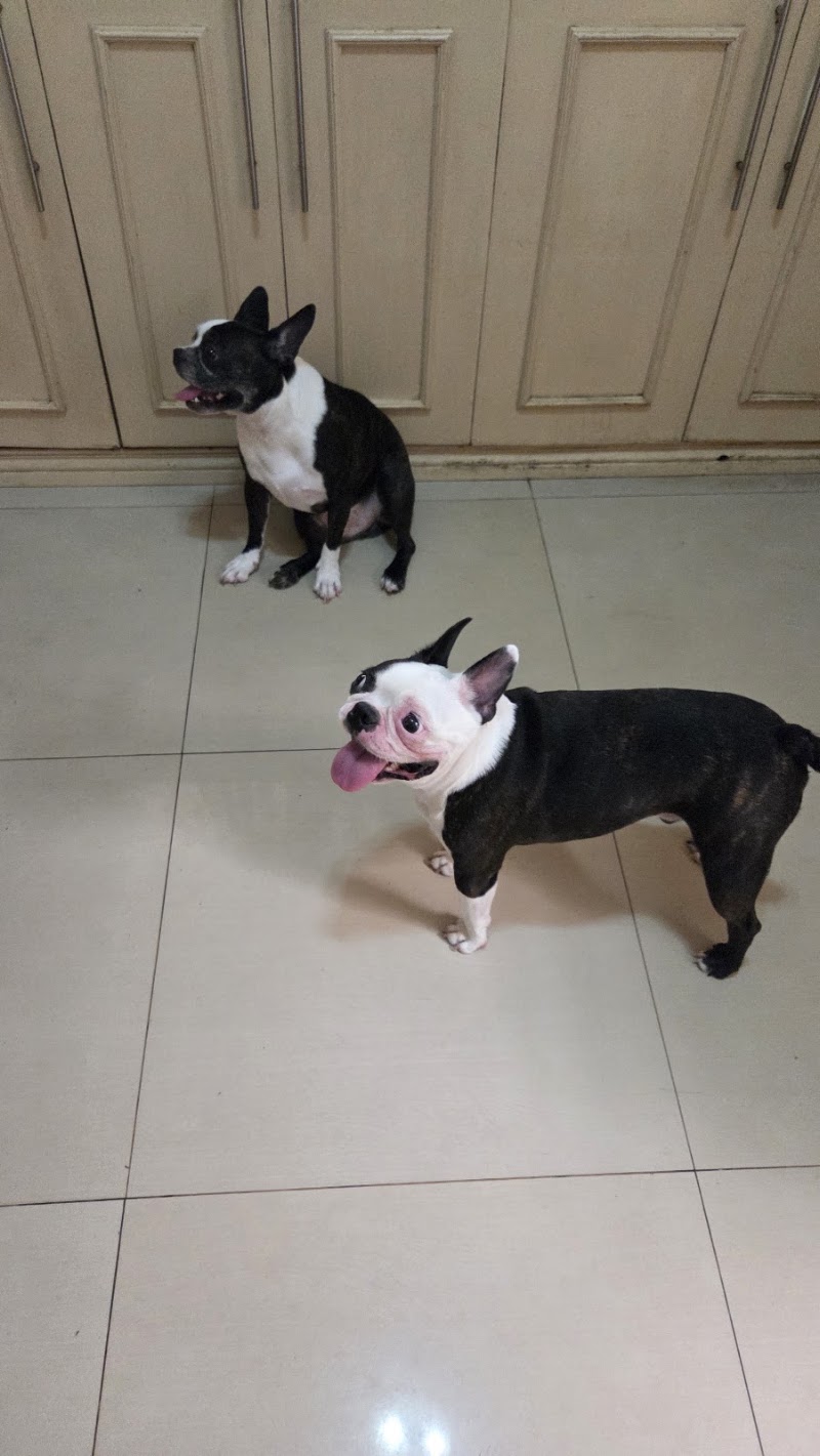 Pooch Pawmily Pet Boarding House — photo