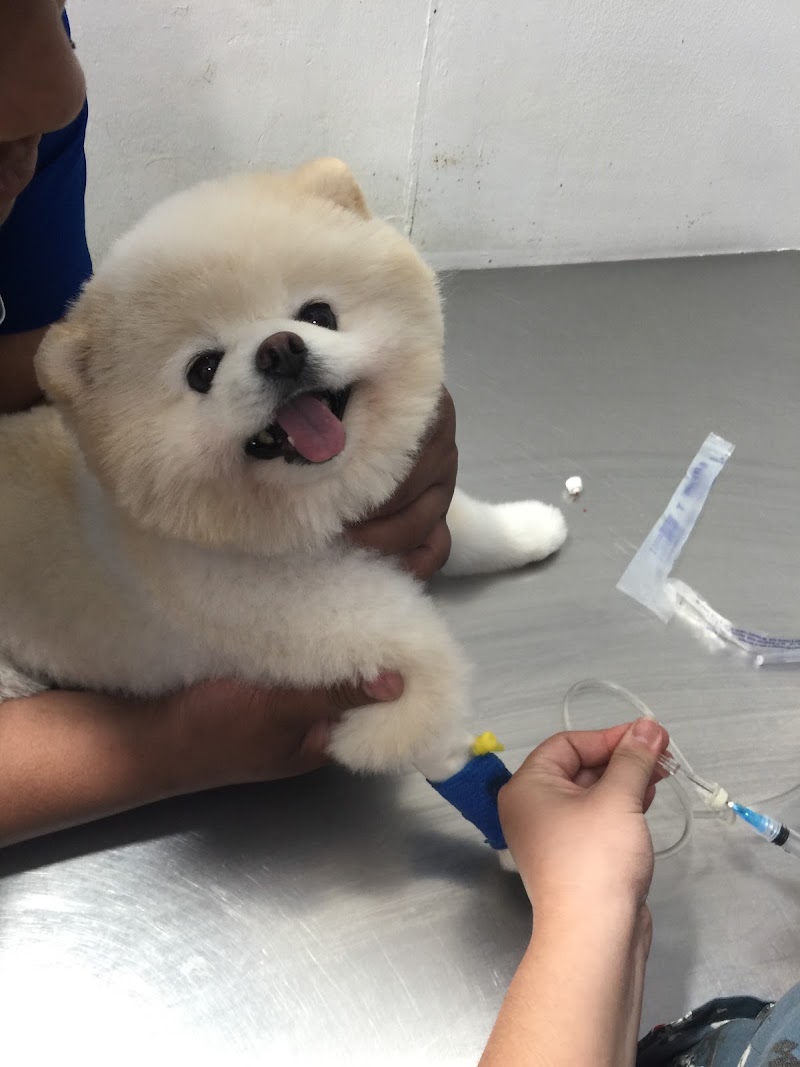 R. Papa Vet — photo