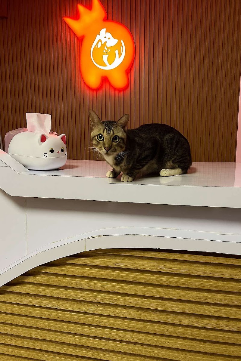Royal Petcare Veterinary Clinic by SanCorBab — photo