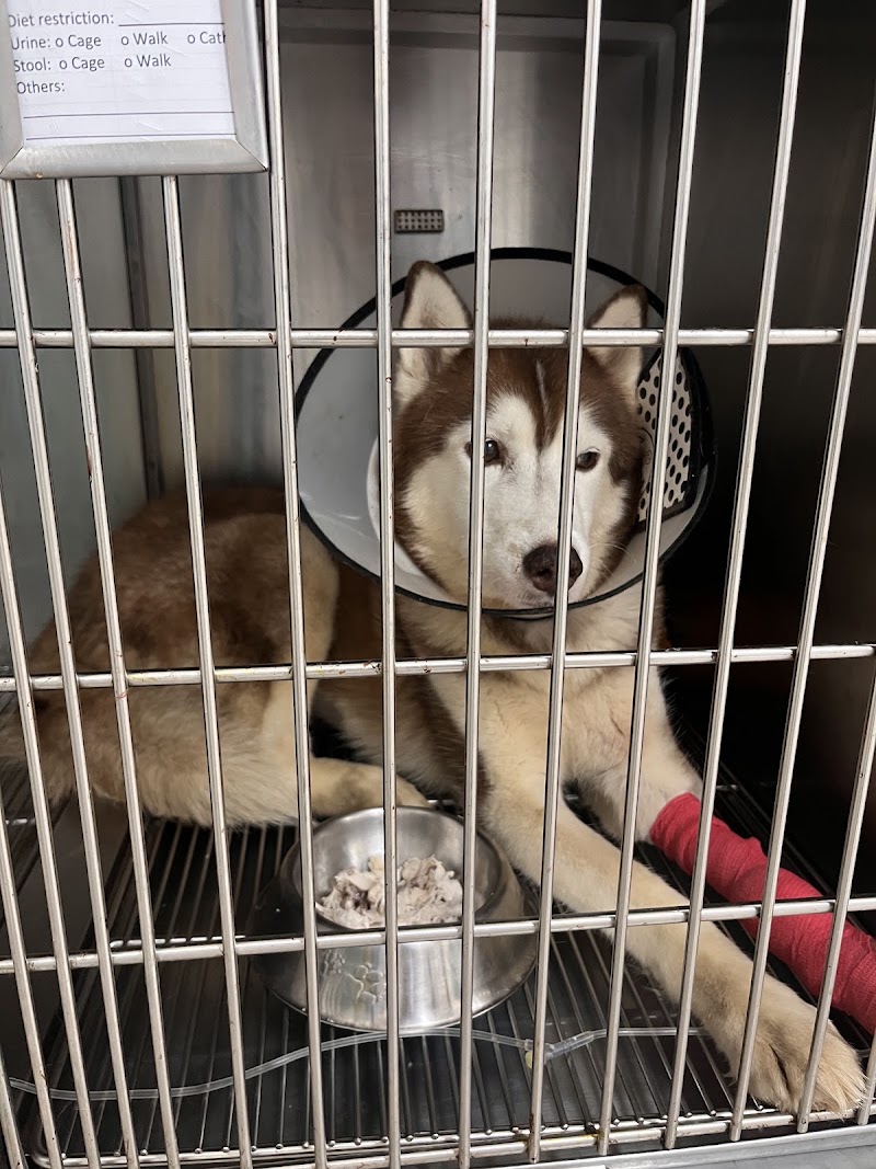 Serbisyo Beterinaryo Animal Hospital Quezon City 24 Hrs Pet Emergency — photo