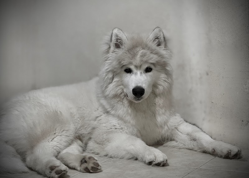 Shadow Fur Pets and Services — photo